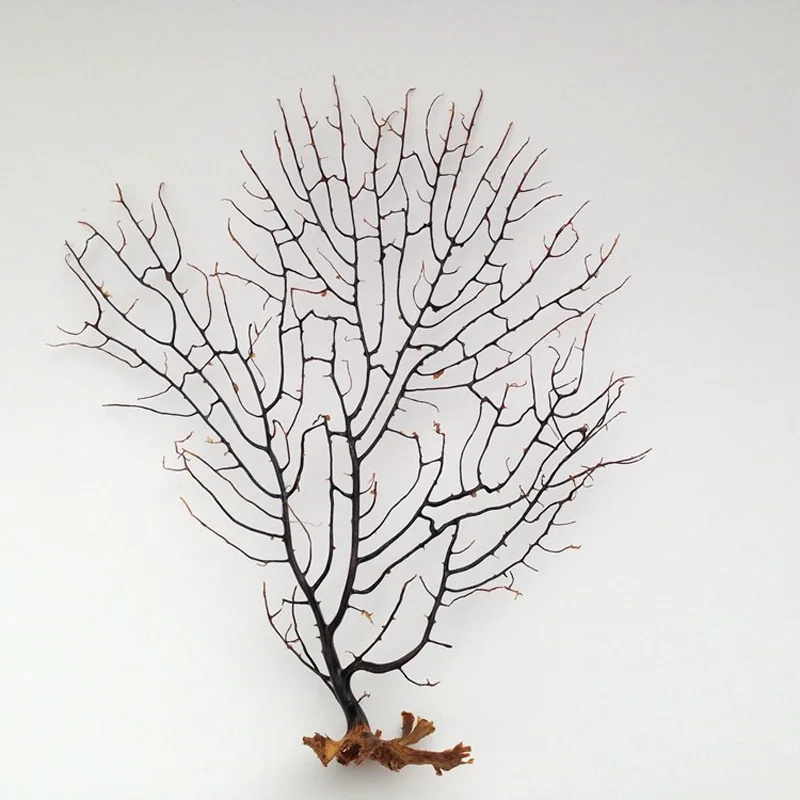 Бесплатная доставка (1 шт./лот) украшение для дома Натуральный раковины морской