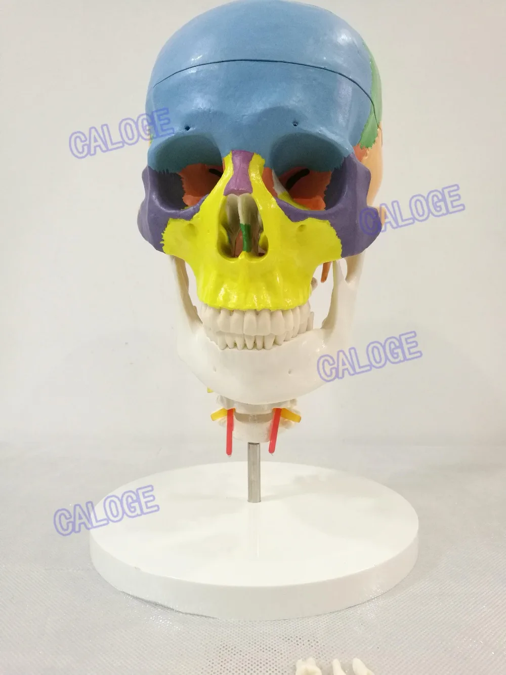 Бесплатная доставка и модель черепа в масштабе 1:1 с сечением 7 шейного