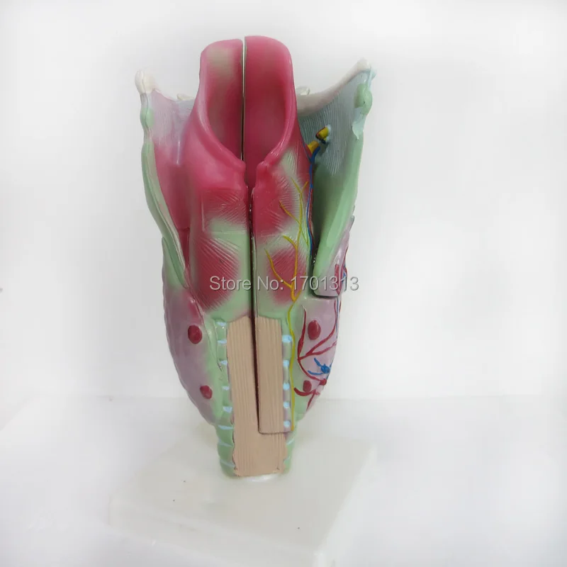 3 раза большая увеличенная человеческая гортань модель Специальное украшение