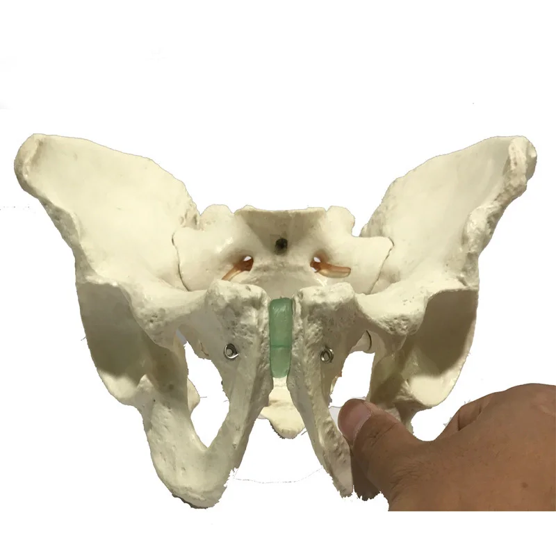 Профессиональная образовательная модель мужской таз Анатомия медицинский
