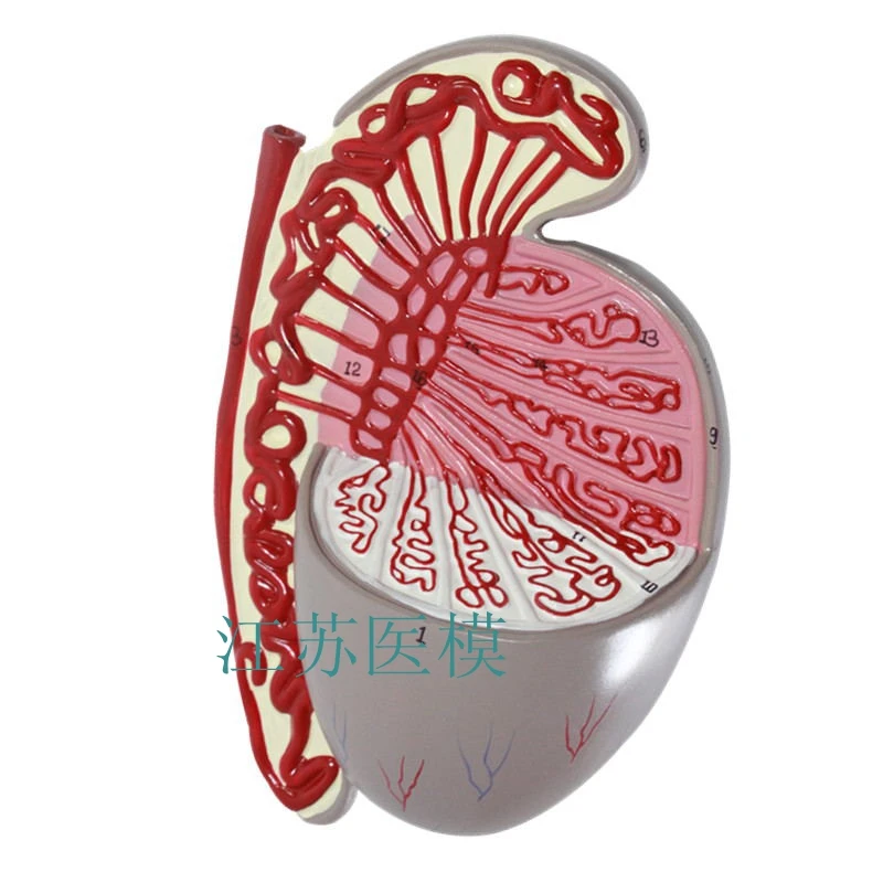 

testis enlarge model Testicular anatomy Male reproductive model free shipping