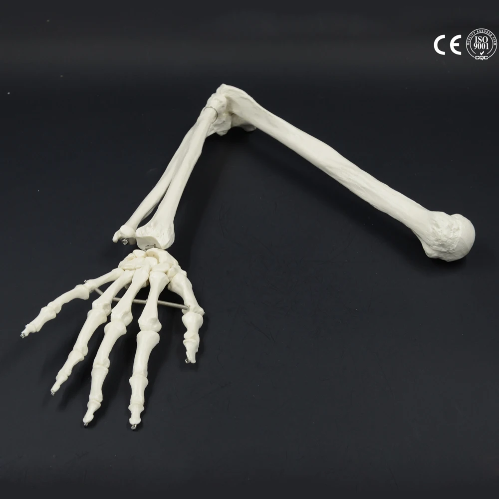 1:1 модель костей человека рука взрослого и радиус верхней конечности|human bone|bone