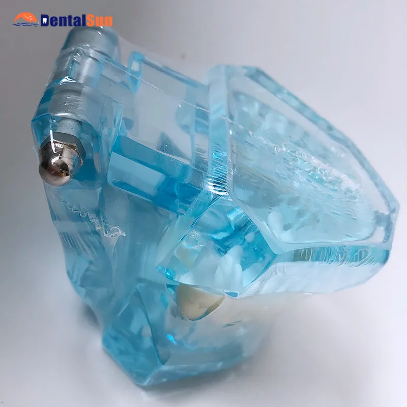 

M7001 Natural Size Model/Dental Standard Tooth Model