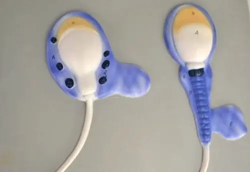 Человеческие презервативы Скелет анатомическая Анатомия 1000 раз увеличенный