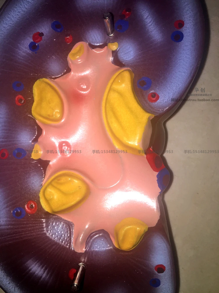 Медицинская модель анатомии почек медицинской медицины Секция обучения и