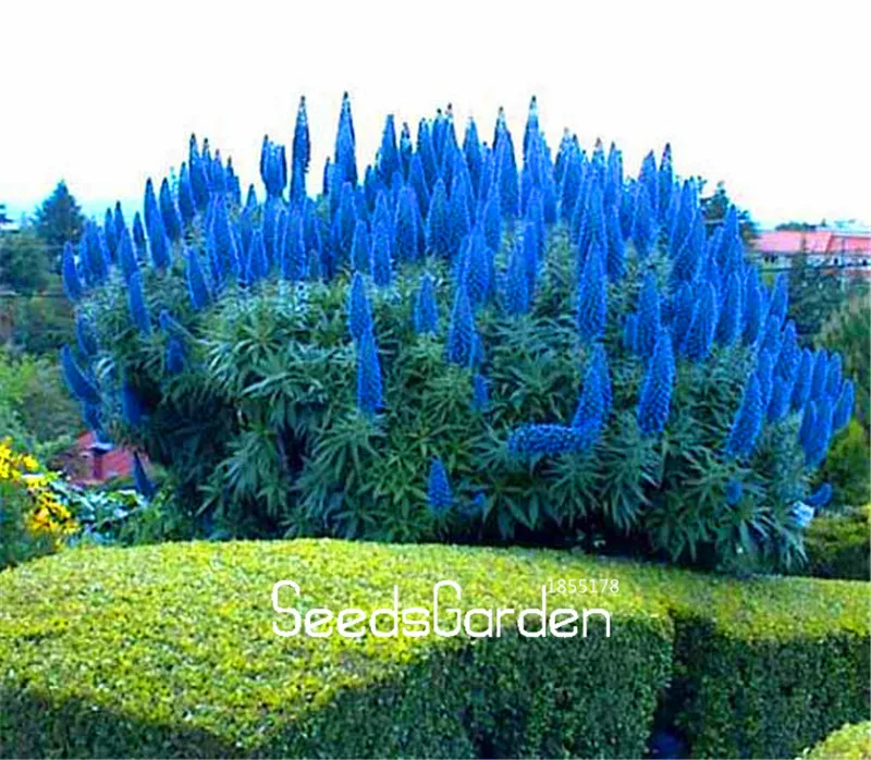 100 шт. в упаковке Большая распродажа! для уличных растений Pride Madeira bonsai Echium Fastuosum ~