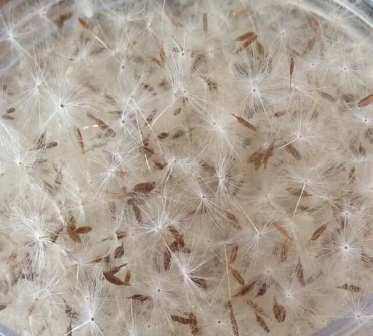 100 шт. мини сушеный Одуванчик для ожерелья с подвеской из эпоксидной смолы