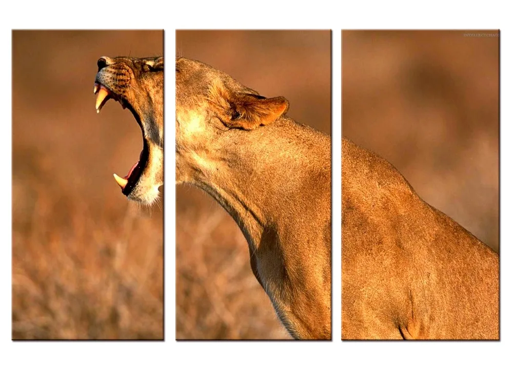 

3 шт./компл., холст, принт с животными, высокое качество, HD отличное искусство, Африканский Гепард, фотографии, Современный домашний декор