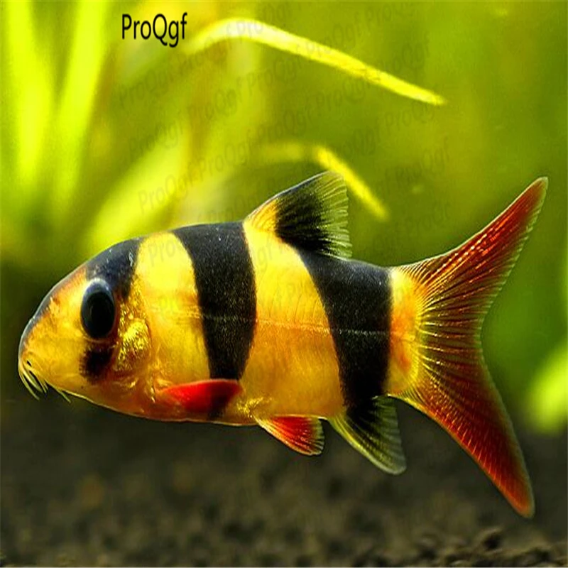50 шт. Hyphessobrycon amandae Botia macracanthus