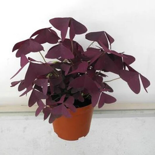 red leaf clover plant
