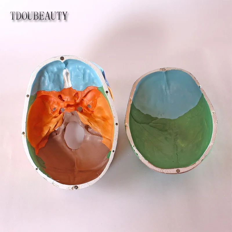 Манекен 22 дюйма анатомическая модель черепа TDOUBEAUTY с дидактической окраской 3