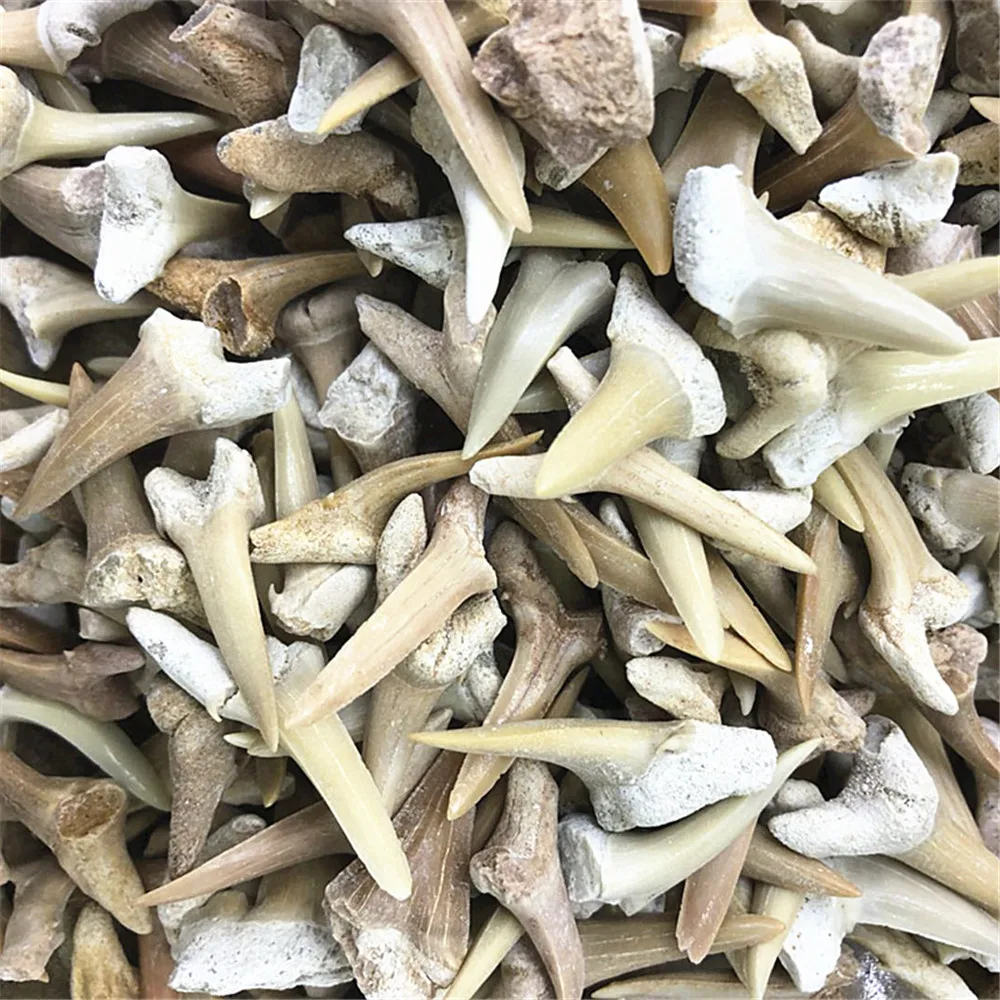 

Male Female Necklaces Material Natural Shark Tooth Fossils DIY Pendant Earrings Bracelet Jewelry Accessories