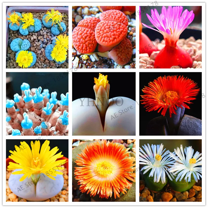 204 бонсай литопс псевдункателла живой Камень Редкий суккулент Флорес садовое