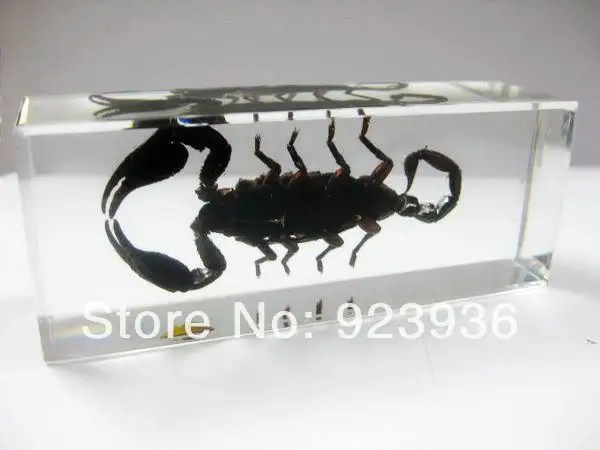 

YQTDMY Insect Paperweight Taxidermy Specimen Large Forest Cool Black Scorpion