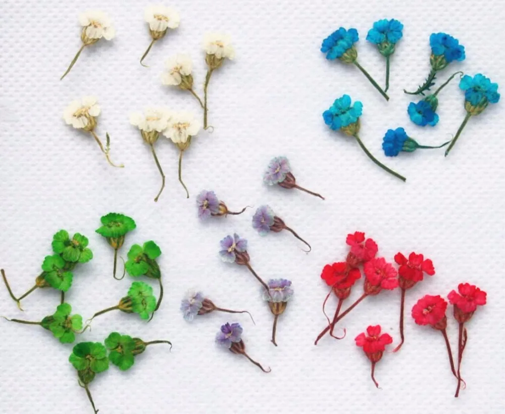 

120pcs Pressed Dried Achillea sibirca Flower Dry Plants For Epoxy Resin Pendant Necklace Jewelry Making Craft DIY Accessories