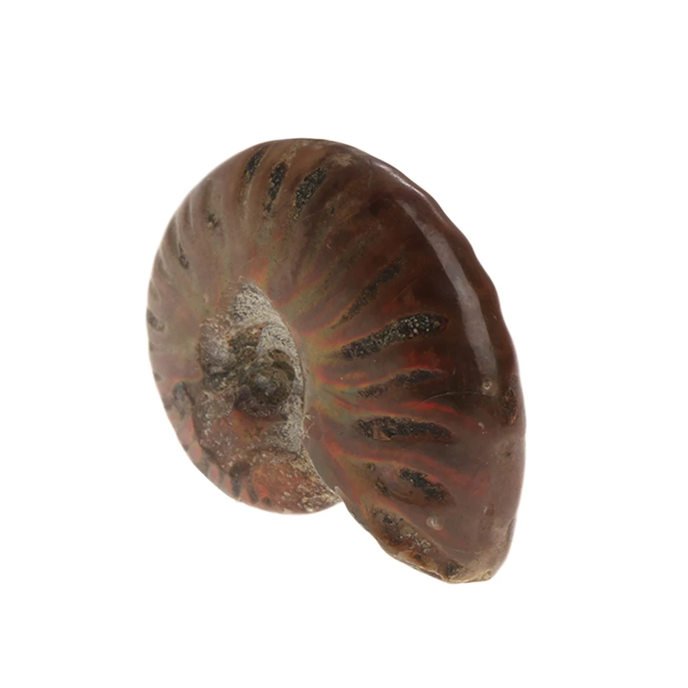 Коричневый 1 шт. натуральный 25 мм-30 мм переливающийся аммонит аммолит фасетный образец Fossil Мадагаскар камень драгоценный камень коллекционные вещи значительные подарки - Цвет: Коричневый