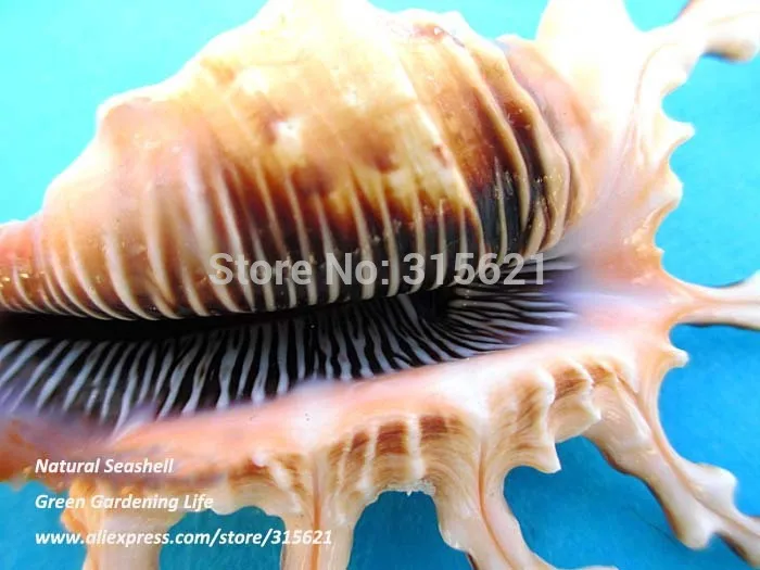 2 шт. SIZE10-12cm натуральный черный скорпион раковины домашний декор аквариум