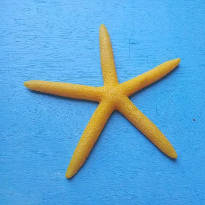 1 шт./лот, изделия из смолы, на палец, морская звезда, драпировка, "-4", отличные Свадебные или вечерние украшения для дома, Морская звезда, морская раковина