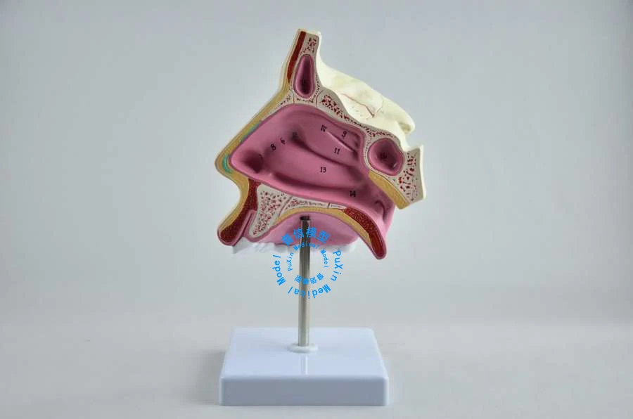 Бесплатная доставка & оральная анатомическая модель натуральная носовая и