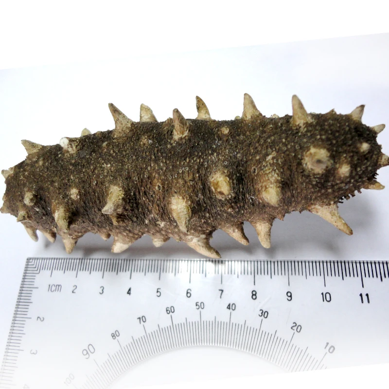 Замороженный морской огурец Один 2 5 г сухой 7 9 см|cucumber|cucumber sea |