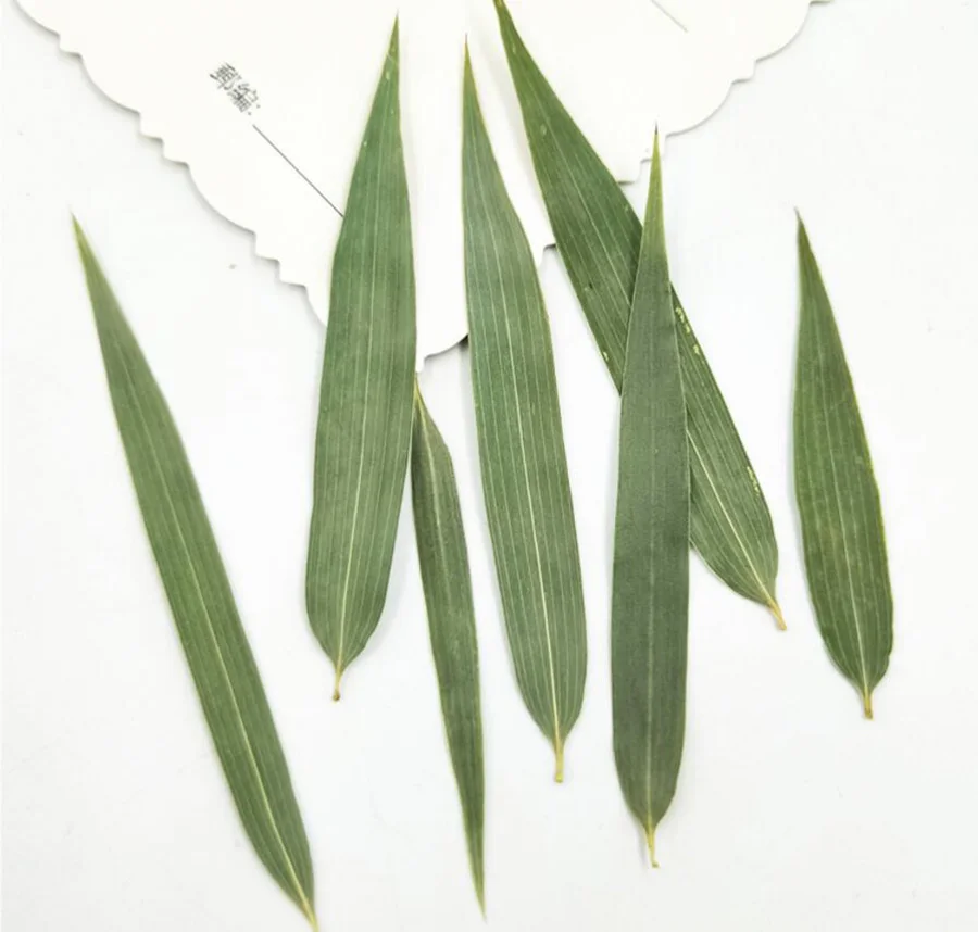 

60pcs Pressed Dried Green Bamboo Leaf Leaves Flower Plant Herbarium For Jewelry Postcard Invitation Card Phone Case BookmarkDIY