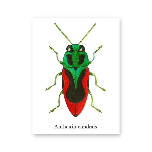 PH3588 Акварель Жук иллюстрация принты Coleoptera насекомые плакаты домашняя комната Настенный декор образовательный холст живопись картина - Цвет: PH3588