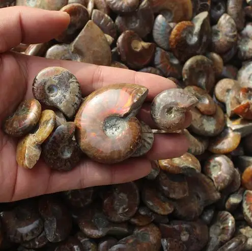 

200(2.9lb) Rainbow Iridescent Ammonite Shell Fossil Specimen Madagascar