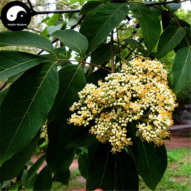 Купить Evodia Tree Semente 400 шт растение Evodia danellii Tree Chou Tan для Wu Zhu Yu