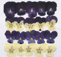 100pcs pressed dried pansy flower filler for epoxy resin pendant necklace jewelry making craft diy accessories