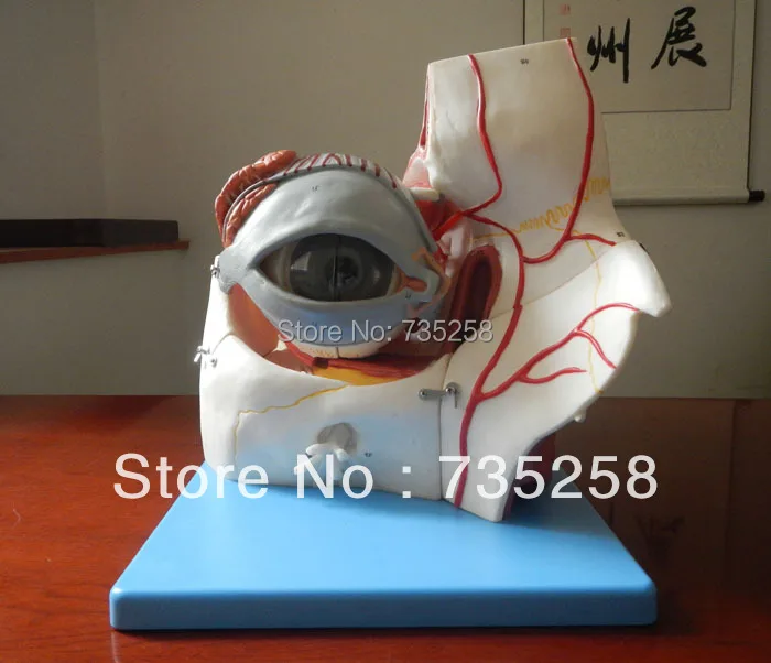 

Eyeball and Orbit with Vessels and Nerves Model