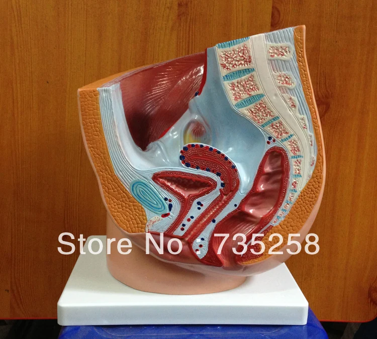 

Human Female Pelvis Section (1 part),Sagittal Female Anatomy