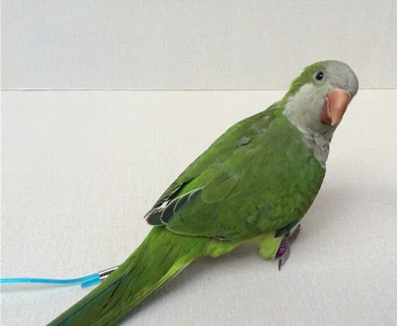 Новинка 2015 лидер продаж гибкий светильник F тренировочная веревка/Летающий