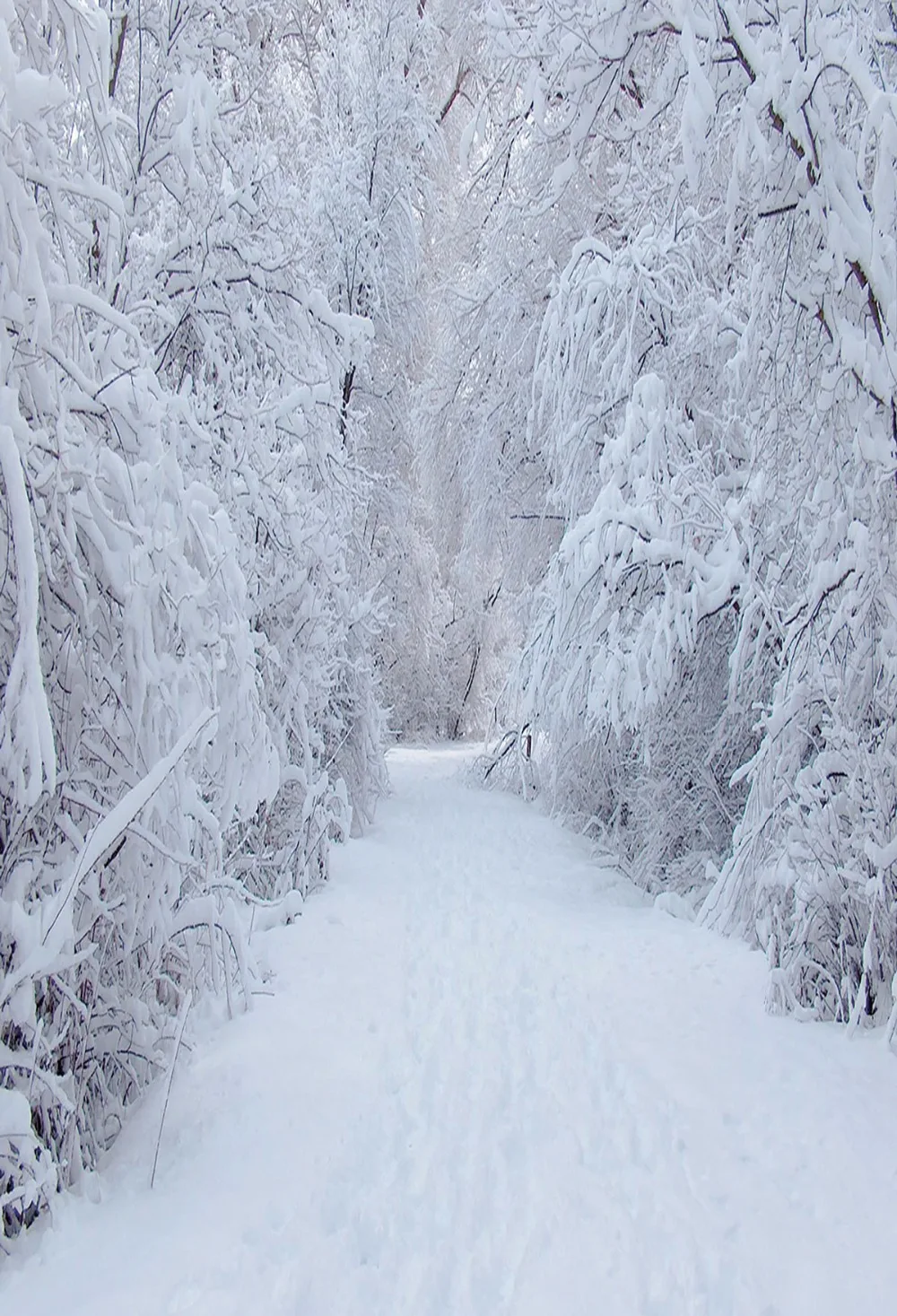 

VinylBDS White Snow Backdrop Photography White Tree Winter Background For Children Photo Backdrops