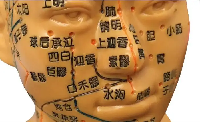 19 см Золотой Мужской ПВХ учебная медицина человеческая точка акупунктуры голова