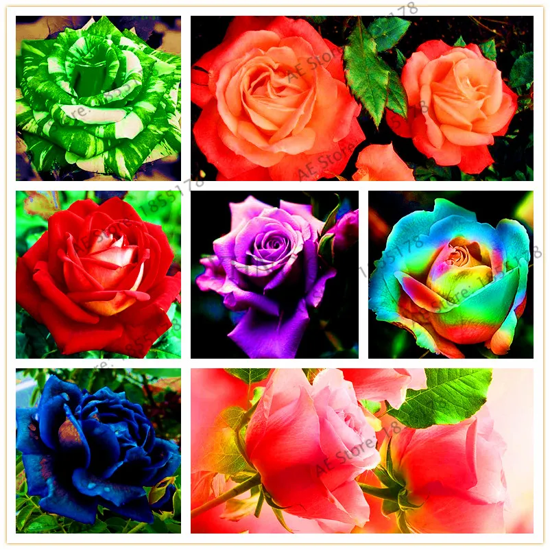 Горячая распродажа! 205 шт разноцветная редкая Роза Флорес бонсай цветок plantas