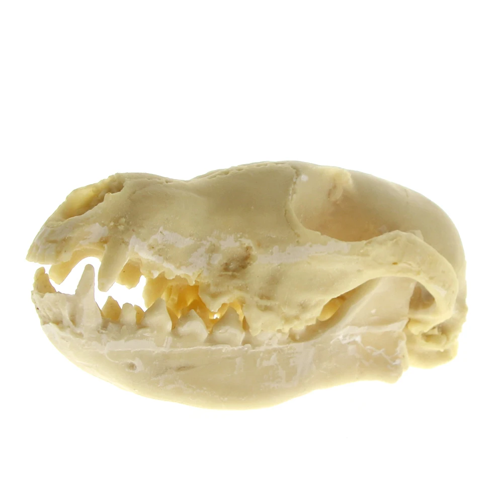 Красный Лисий череп лиса Смола образец кости Свифт Череп Скелет украшение