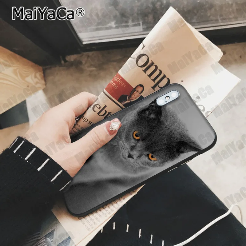 A12 MaiYaCa милый Британский короткошерстный кот Новинка чехол для телефона Fundas чехол для Apple iphone 11 pro 8 7 66S Plus X XS MAX 5S SE XR чехол - Цвет: A12