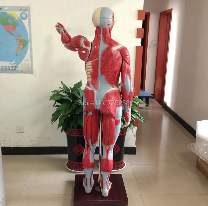 Мышечная модель тела пробоя Мышц Человека мышечной анатомии ISO 170 см|muscle anatomy|human