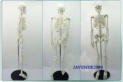 Анатомическая кожа человека 85 см | Канцтовары для офиса и дома