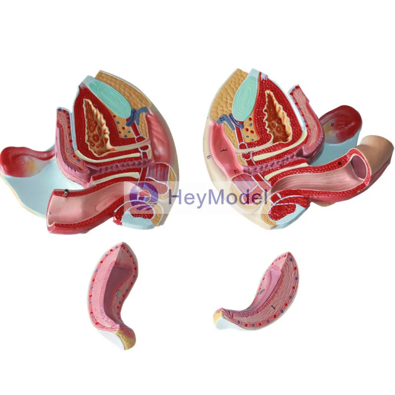 HeyModel Женская Тазовая средняя сагиттальная модель с секциями мужской репродуктивной системы Мужской