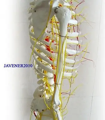 Анатомическая кожа рост 170 см|skeleton model|human anatomicalblood vessels model |