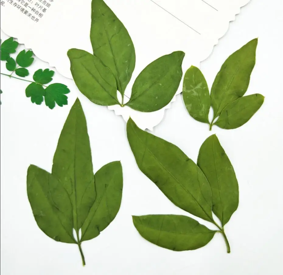 

60pcs Pressed Dried 4-7cm Natural Winter Jasmine Leaf Plant Herbarium For Jewelry Postcard Invitation Card Phone Case Craft DIY