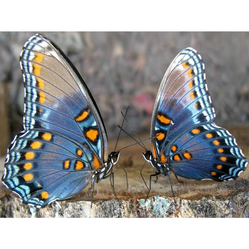 

YIKEE diamond painting Two butterflies,daimond painting full,diamond painting abstract K661