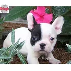 2018 полная, алмазная вышивка, 5D, алмазная живопись, французский бульдог Собака Вышивка крестом, Алмазная мозаика, рукоделие, горный хрусталь живопись