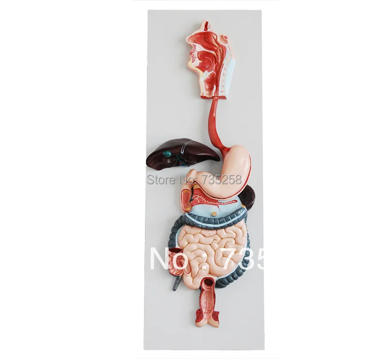 

Digestive System Model,The Digestive System Simulation Model of Anatomy