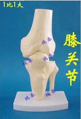 

1X Medical Science Bone joint model knee joints Skeleton model Applicable age 10 years old free shipping