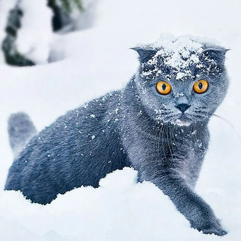 5D поделки алмазов картина снег прекрасные кошка вышивки крестом милый кот