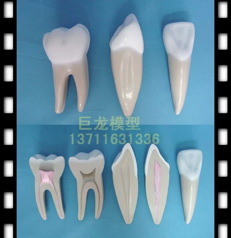 

Human body model teeth model full set mould