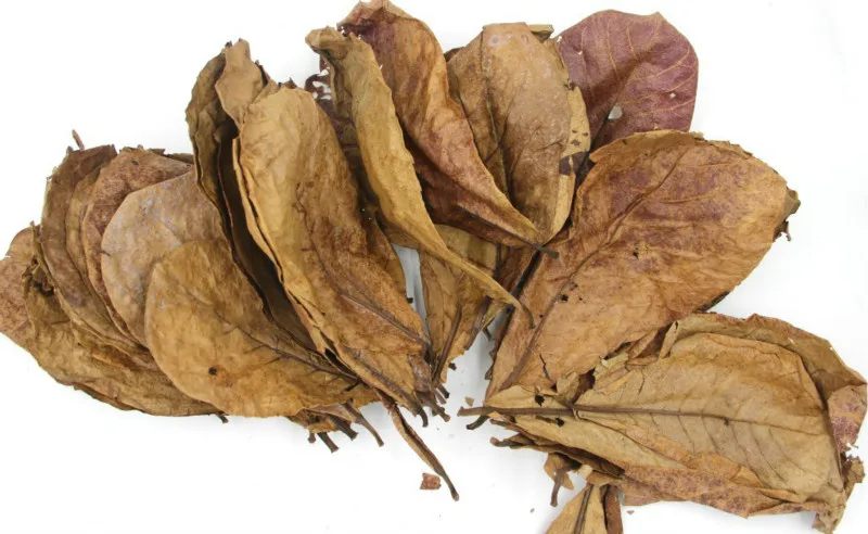 Аквариумные рыбки 20 шт. натуральная конминалия капата индийские листья миндаля