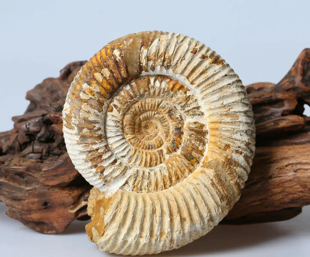 1 шт. красивый каменный камень каменной полированный образец домашнего декора в